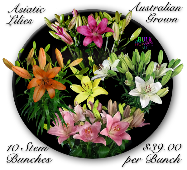 Asiatic Lilies